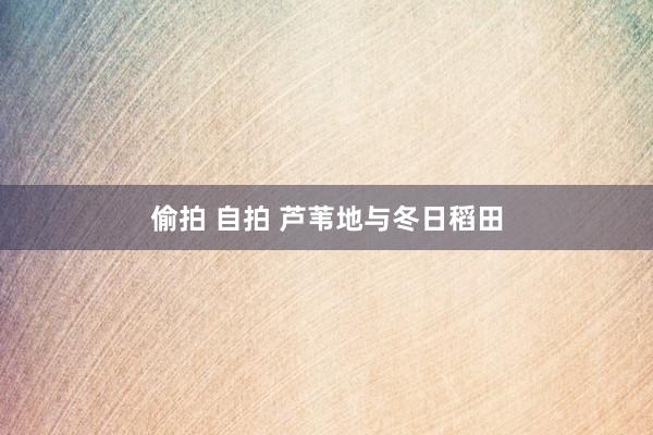 偷拍 自拍 芦苇地与冬日稻田